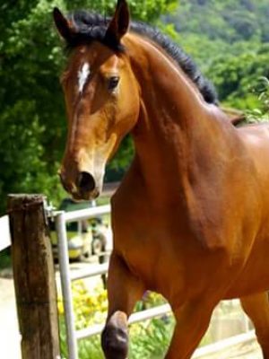 FB_IMG_1435310339687